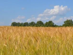 Прием заявок на два грантовых конкурса по развитию проектов в сельском хозяйстве стартовал в Нижегородской области